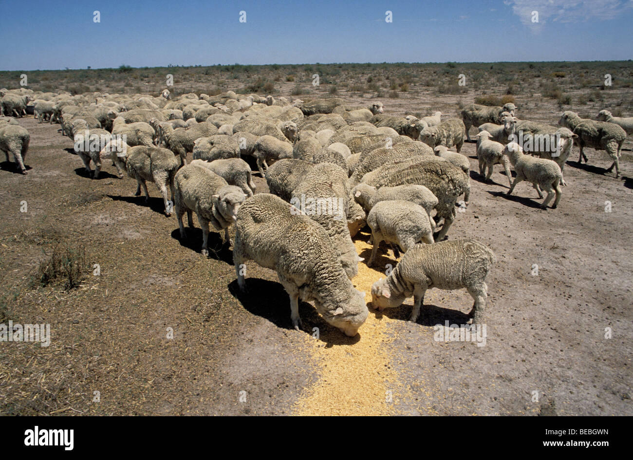 HandFeeding Sheep Narrabri District New South Wales Australia 1995