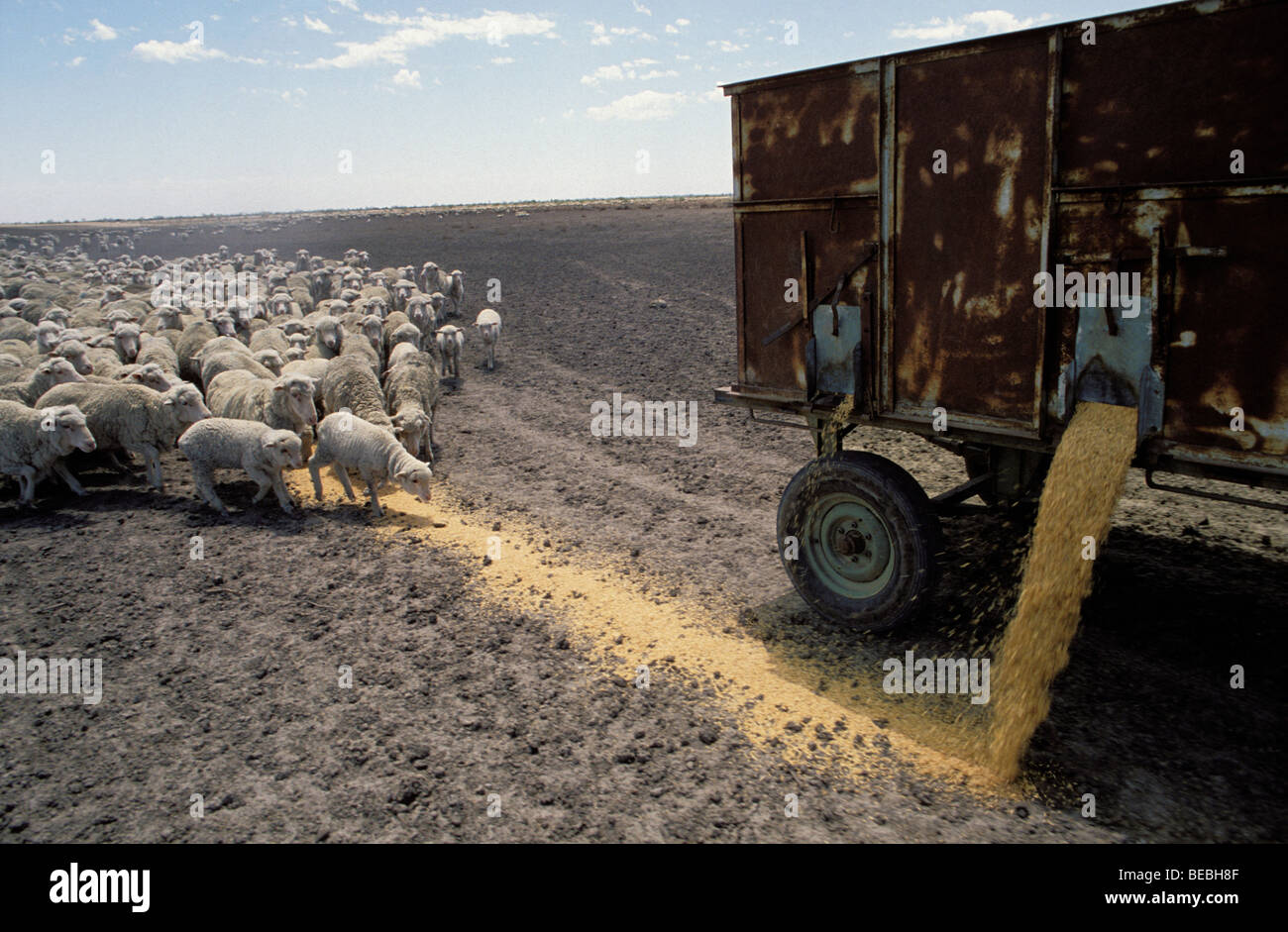 HandFeeding Sheep Narrabri district New South Wales Australia Stock