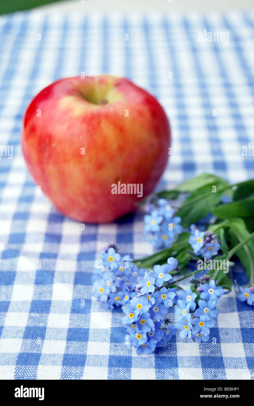 Forget-me-not (Myosotis) and organic apple on a plaid tablecloth Stock Photo
