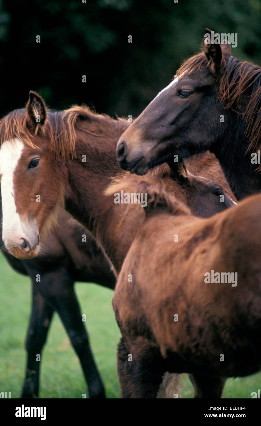 Shire Horses Kangaroo Valley New South Wales Australia Stock Photo