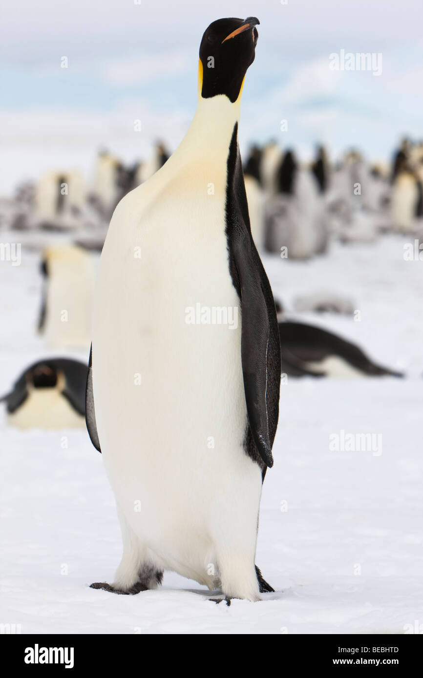 Emperor penguin standing tall hi-res stock photography and images - Alamy