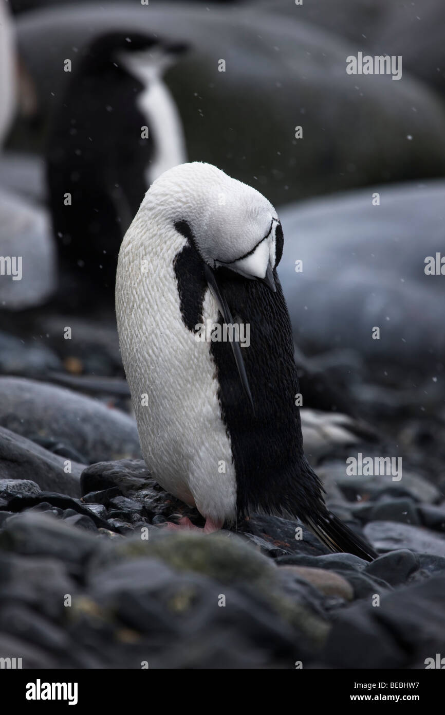Cute chinstrap penguin sleeping standing on rocky beach in snow storm, head laid over on back Half Moon bay Antarctica Stock Photo