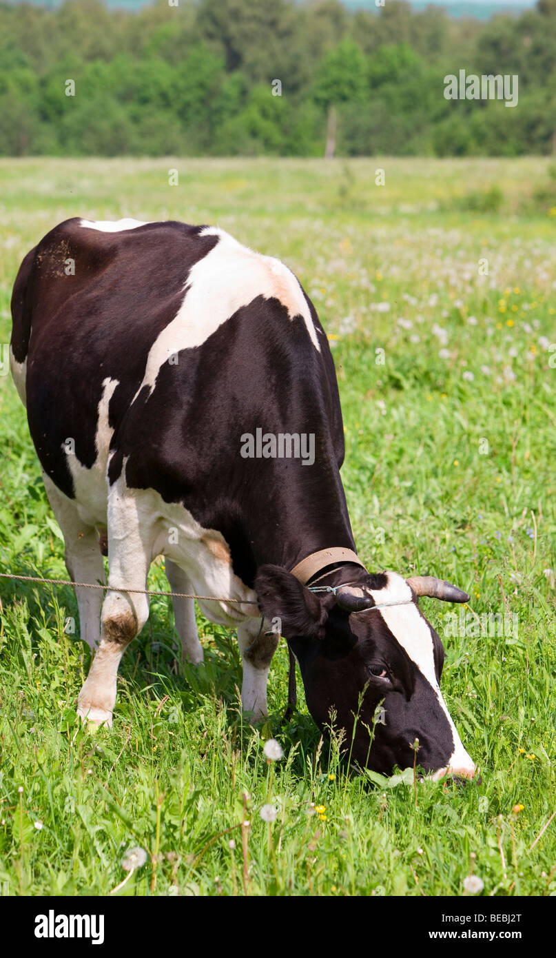Cow in the meadow solar day Stock Photo - Alamy