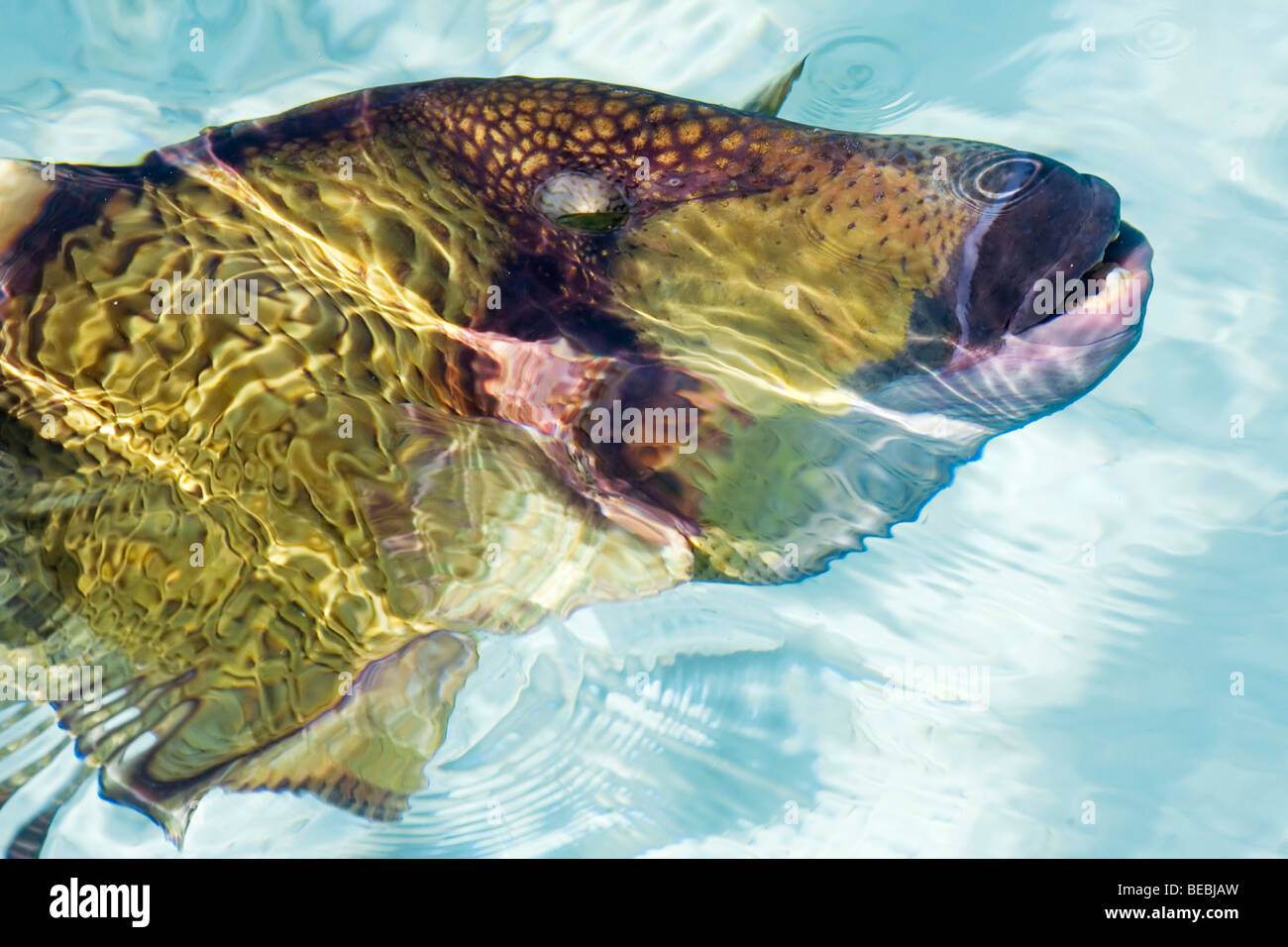 A fish poking it's head out of the water Stock Photo