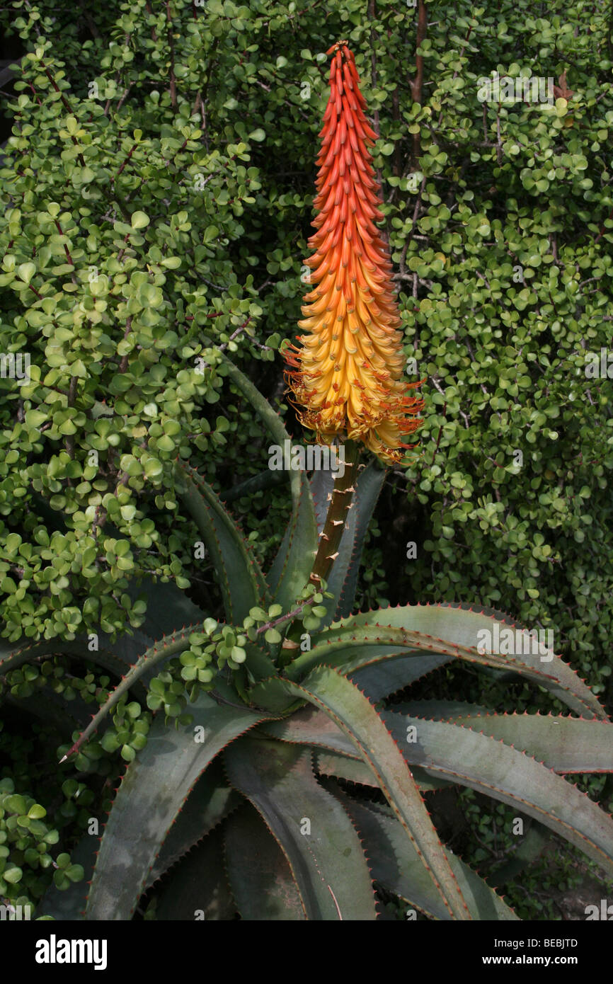 Aloe In Addo Elephant Park, South Africa Stock Photo