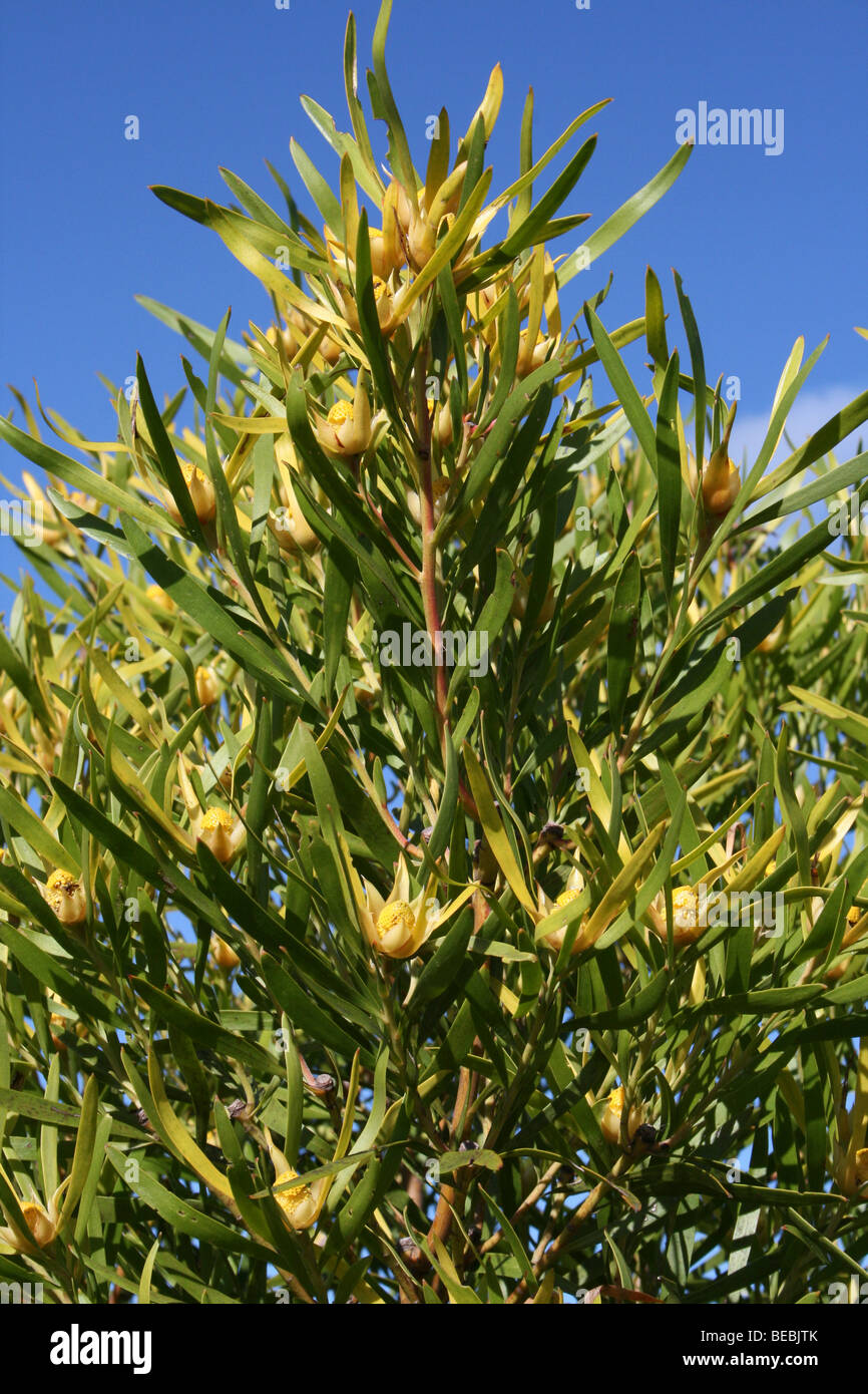 Conebush Leucadendron eucalyptifolium, Western Cape, South Africa Stock Photo