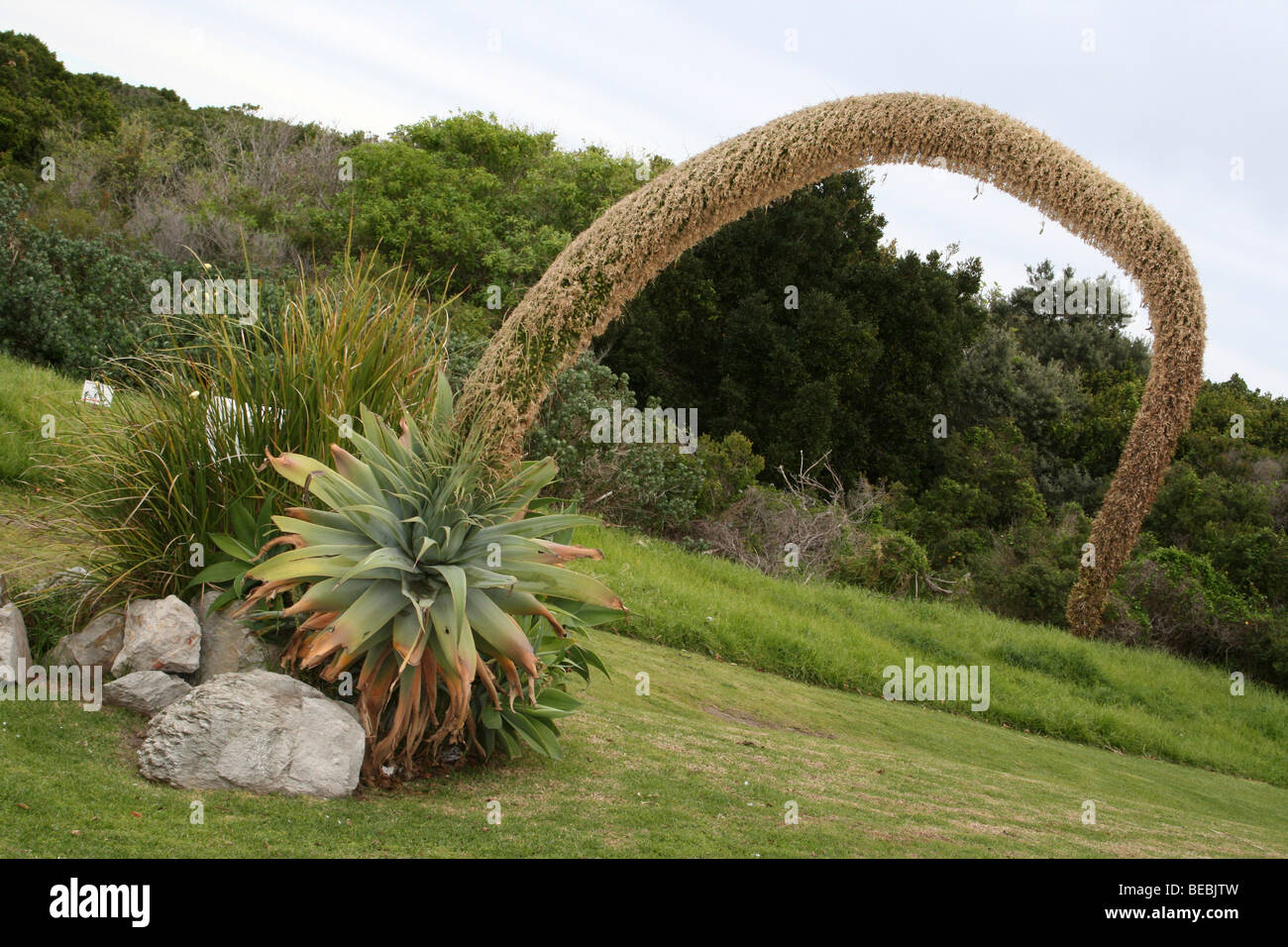 Flowering Swan's Neck Agave attenuata A Native Mexican Plant, Taken in Hermanus, South Africa Stock Photo