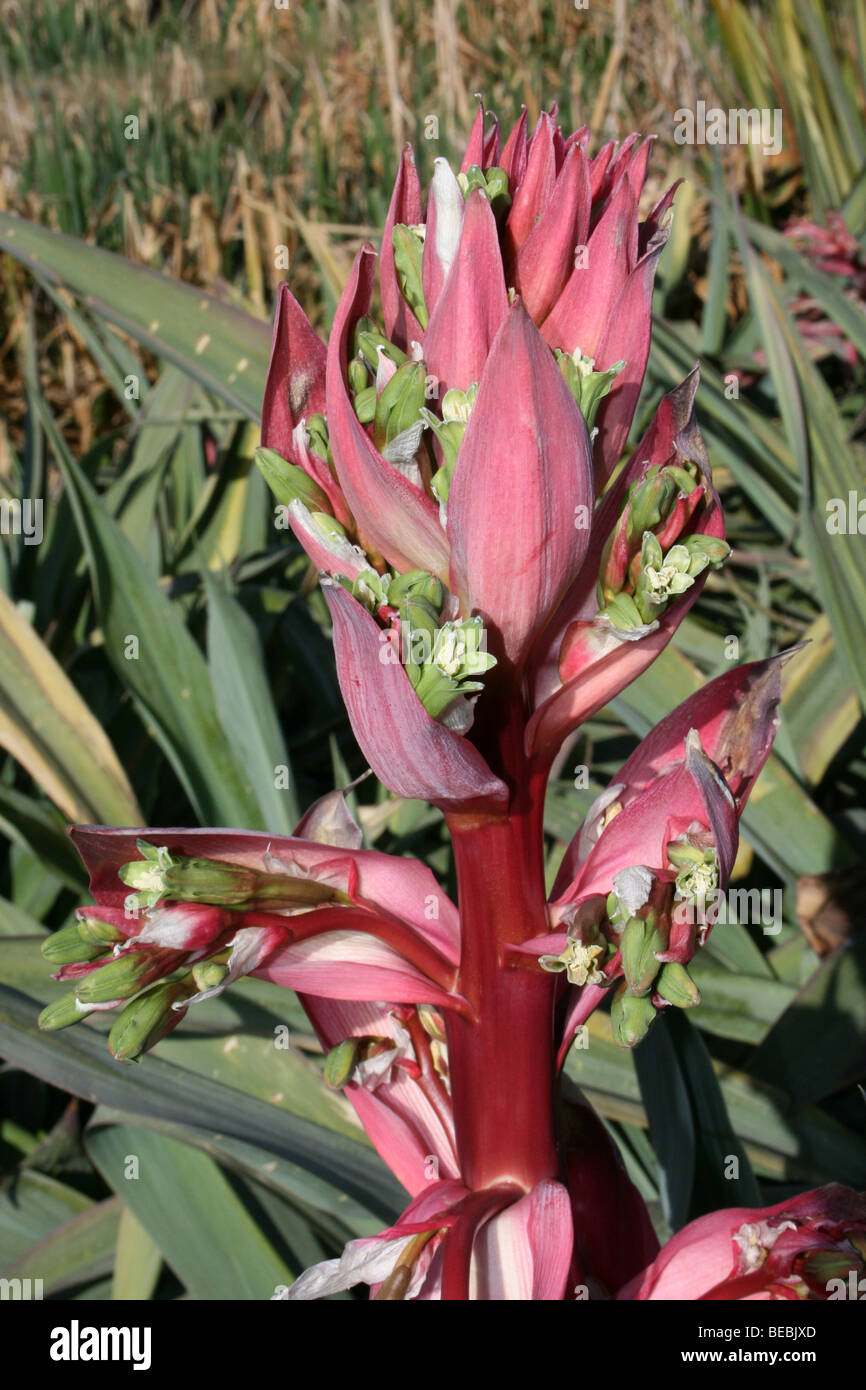Flowering Aloe Taken In Mpumalanga Province, South Africa Stock Photo