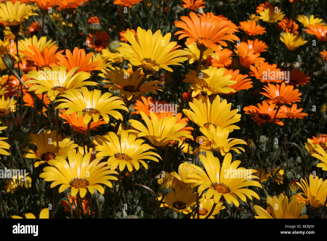 Orange african daisies hi-res stock photography and images - Alamy