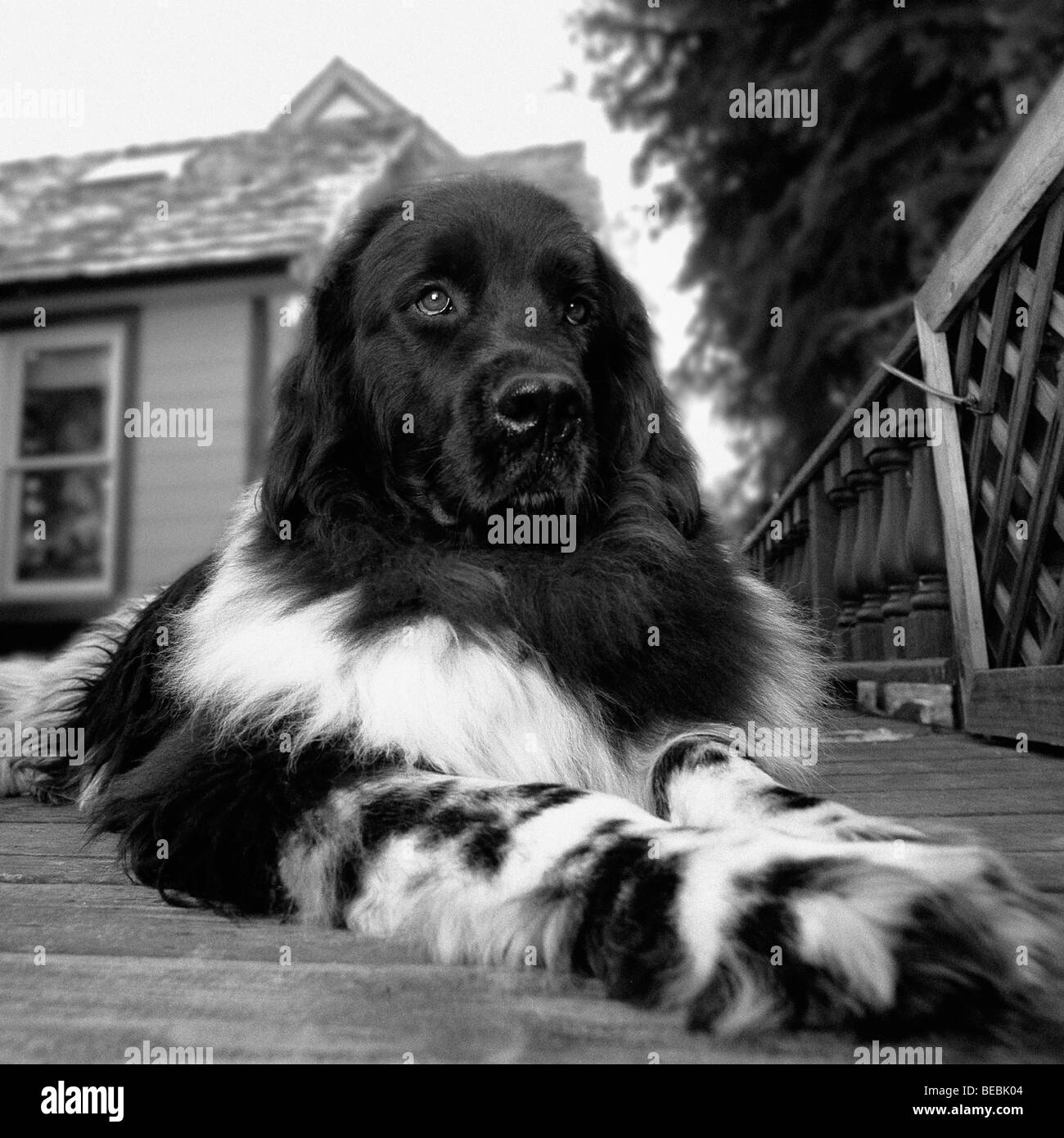 Front view dog Black and White Stock Photos Images Alamy