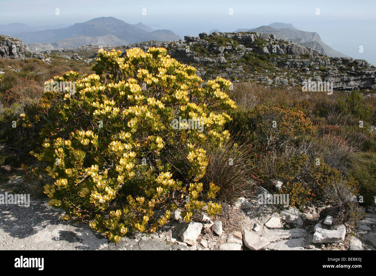 Spicy Conebush Leucadendron tinctum On Table Mountain, Cape Town, South Africa Stock Photo