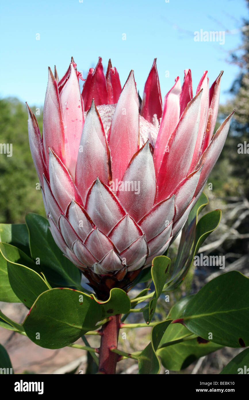 King Protea Protea cynaroides Taken In Tsitsikamma National Park, Western Cape, South Africa Stock Photo