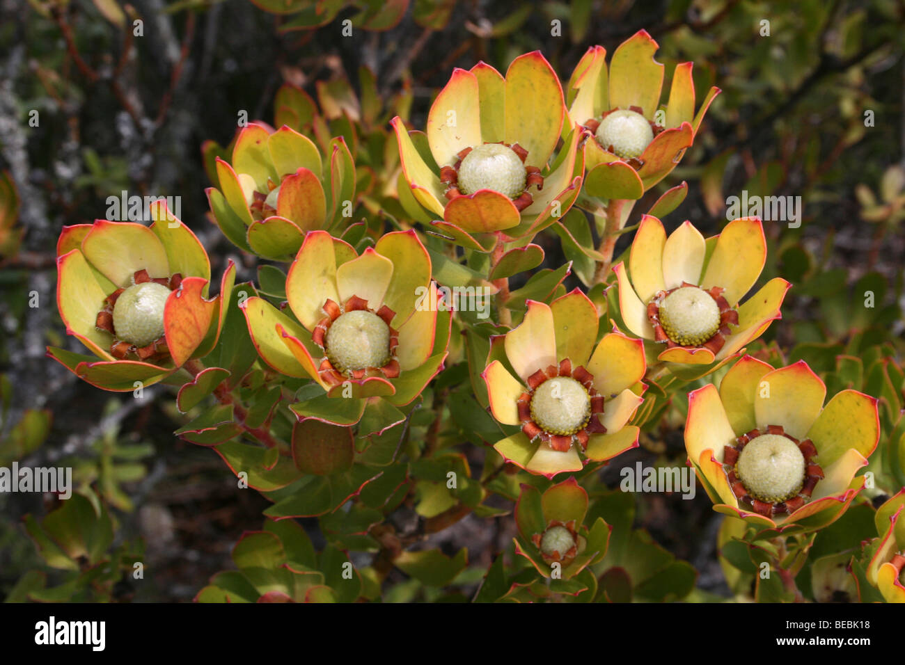 Spicy Conebush Leucadendron tinctum On Table Mountain, Cape Town, South Africa Stock Photo