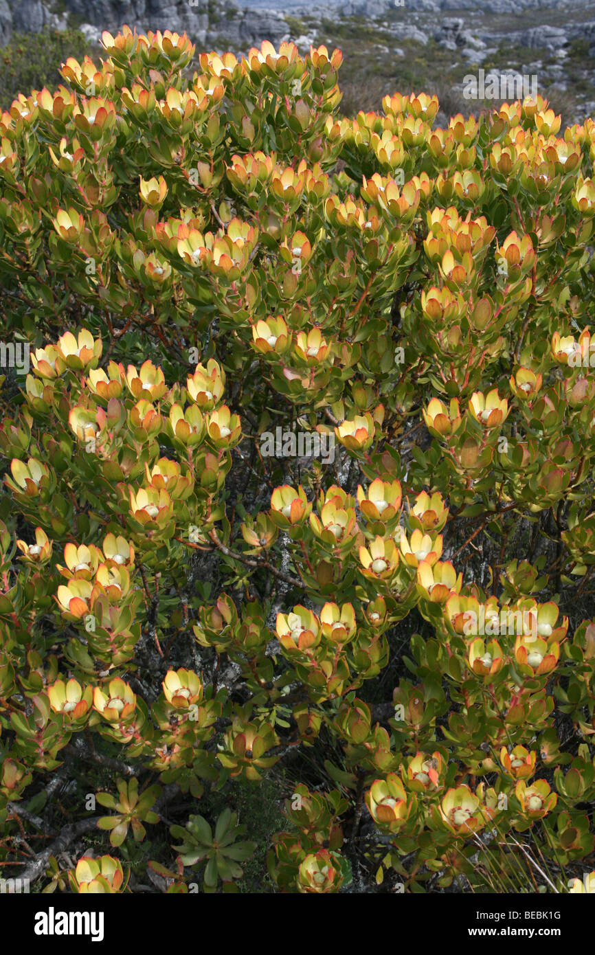 Spicy Conebush Leucadendron tinctum On Table Mountain, Cape Town, South Africa Stock Photo