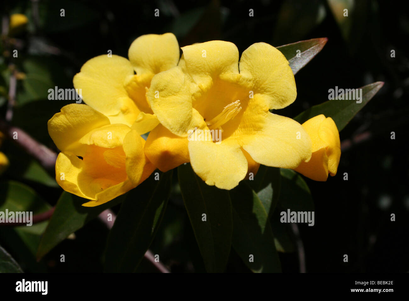 South african shrub hires stock photography and images Alamy