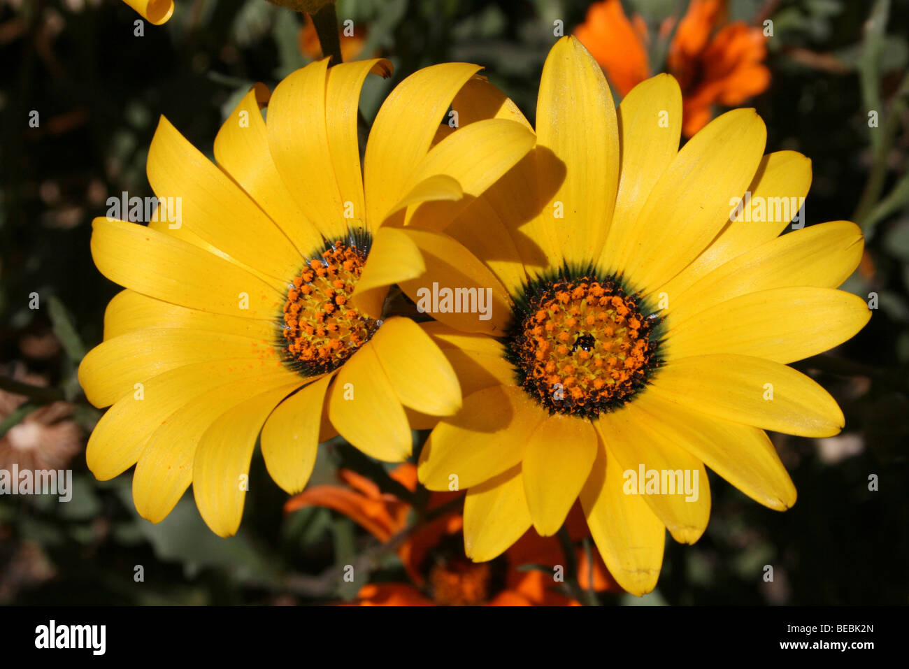Yellow Daisies Flowering In Kwa-Zulu Natal Province, South Africa Stock Photo