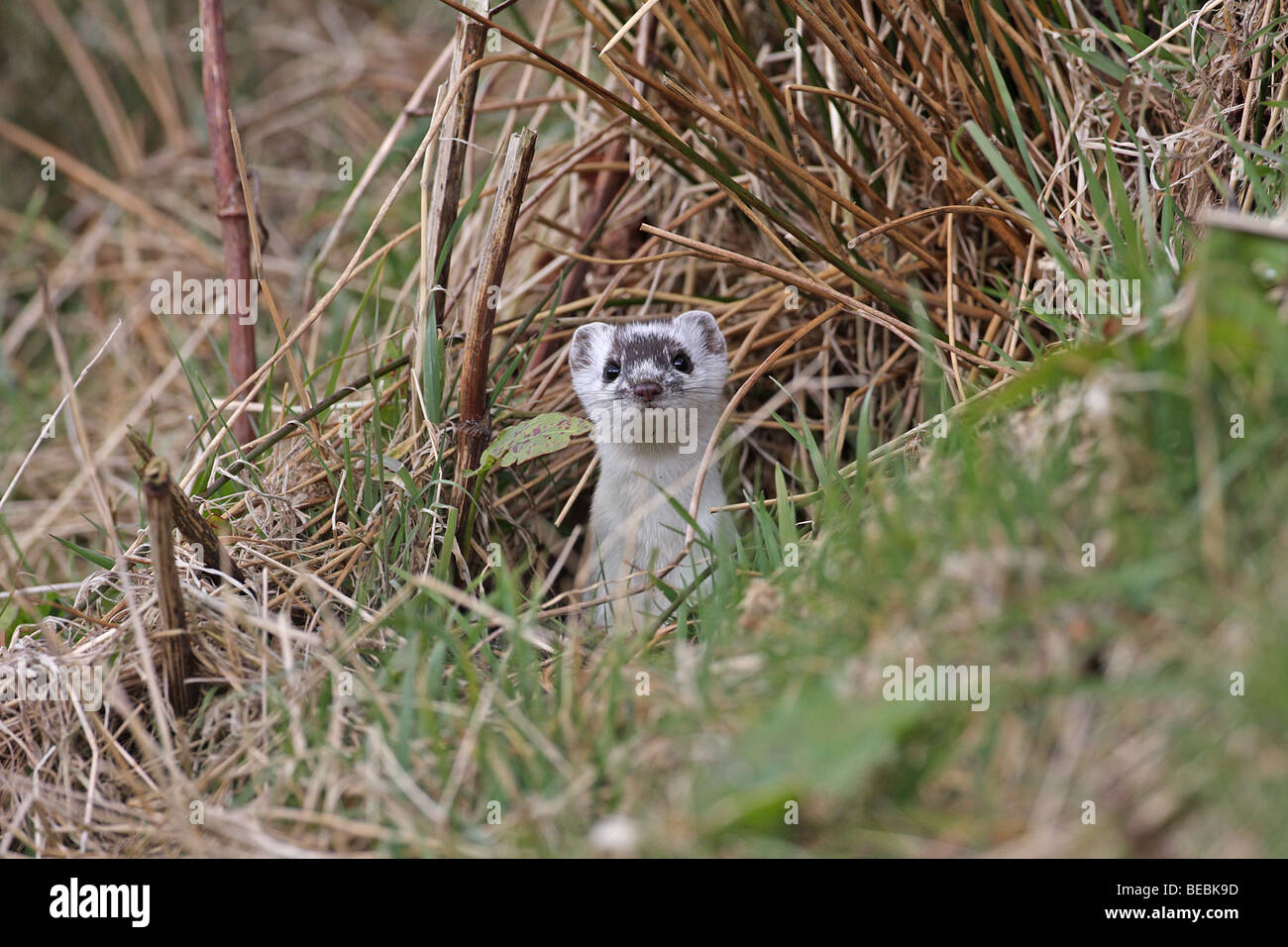 Stoat, Mustela erminea, in ermine peeking out from hole Stock Photo