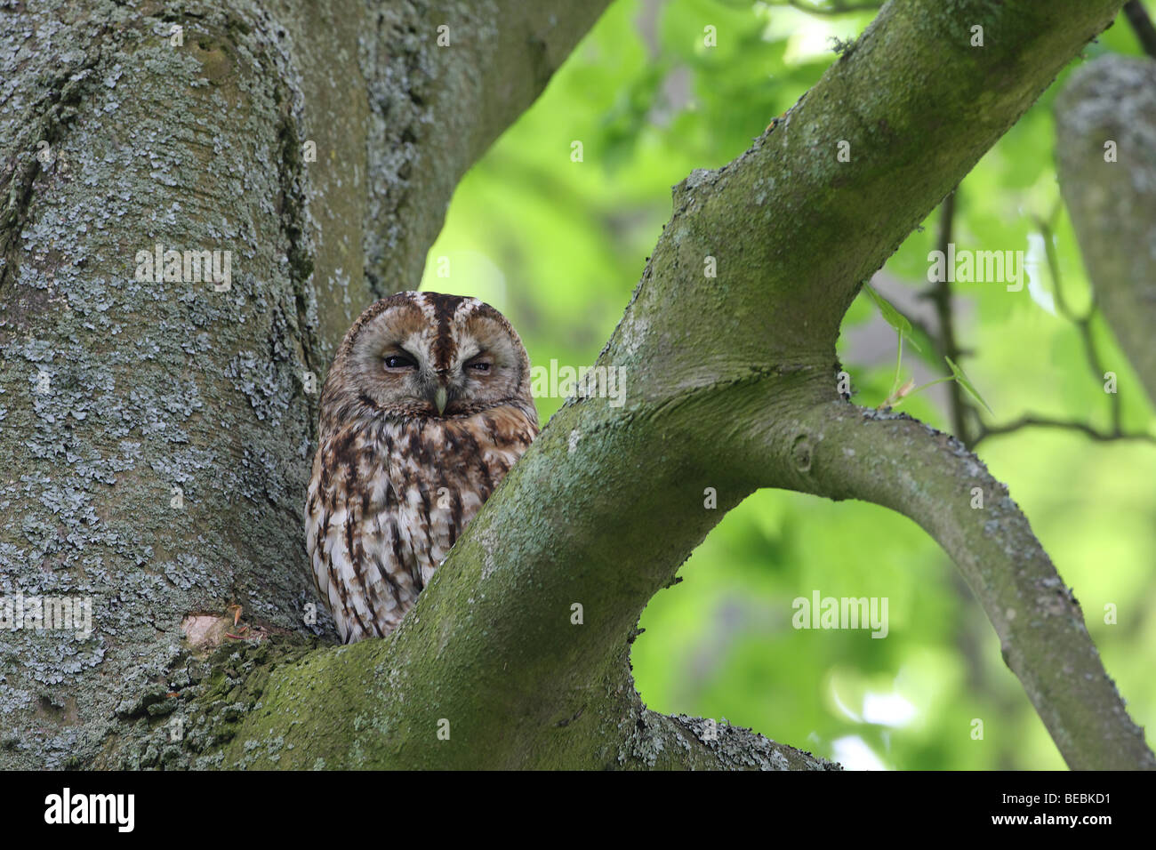 Tawny Owl, Strix aluco, at day roost Stock Photo