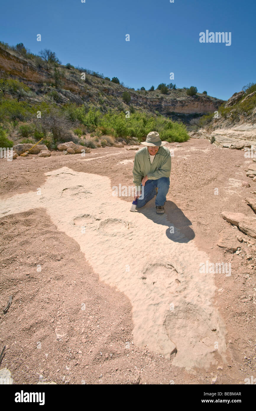 Man examins fossil trackway site, large mammal, possibly mammoth tracks,  of Pliocene or Miocene age, in Verde Valley Arizona Stock Photo