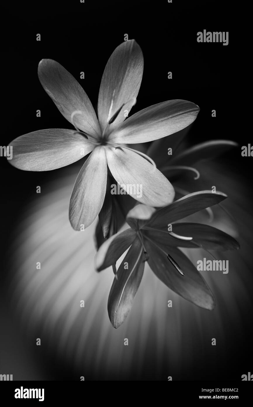 Delicate Kaffir lily flower in vase.shallow depth of field Stock Photo