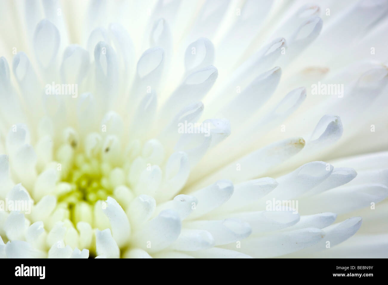 chrysanthemum flower detail Stock Photo
