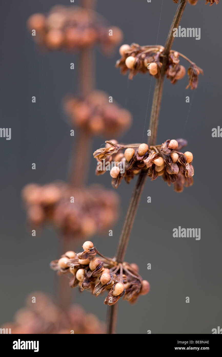 clustered dock; Rumex conglomeratus; seed heads Stock Photo