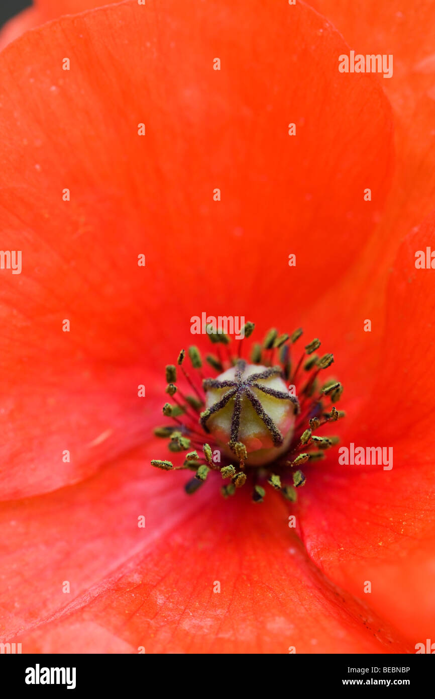 common poppy; Papaver rhoeas; flower Stock Photo