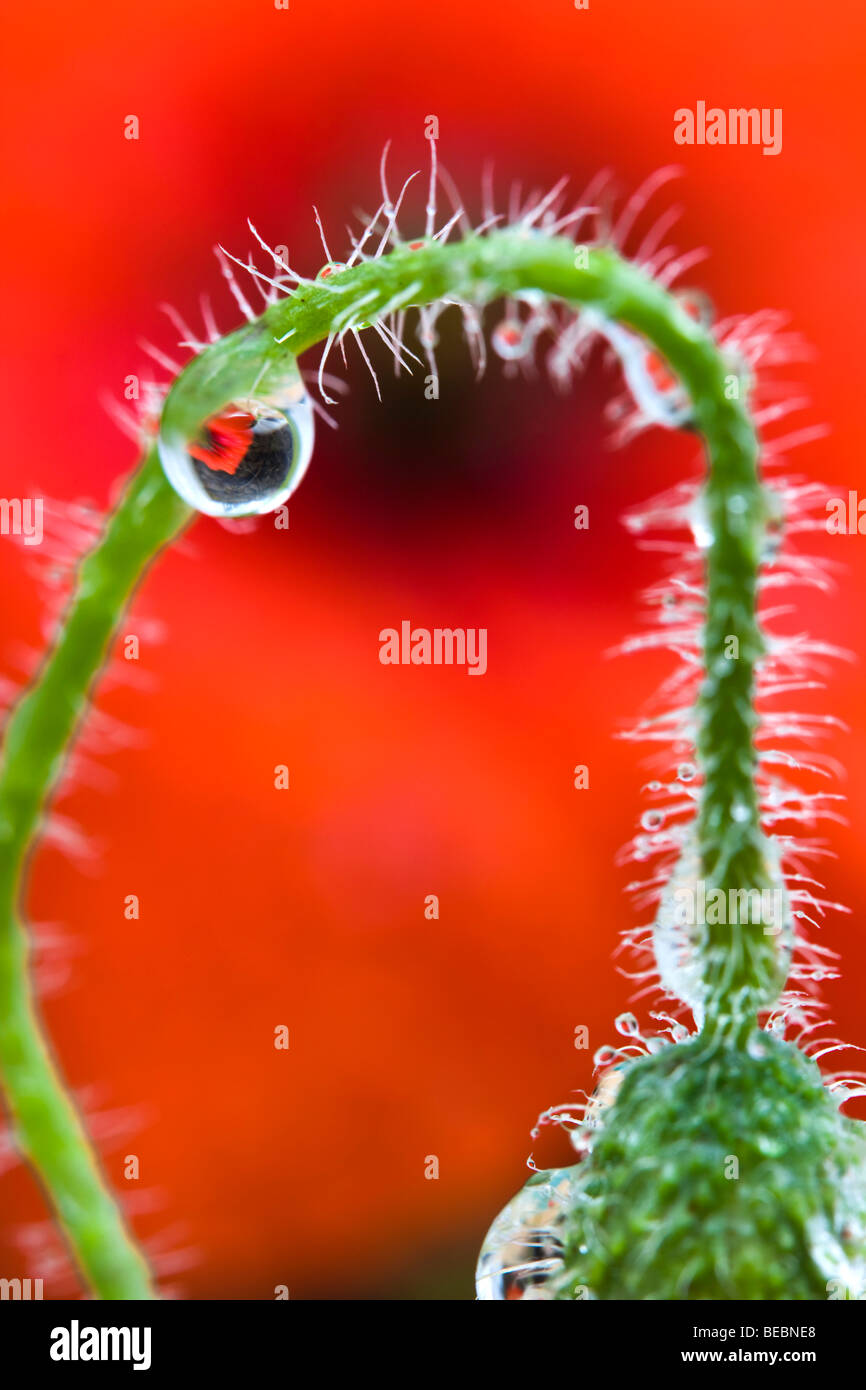 common poppy; Papaver rhoeas; flower and stem with dew Stock Photo