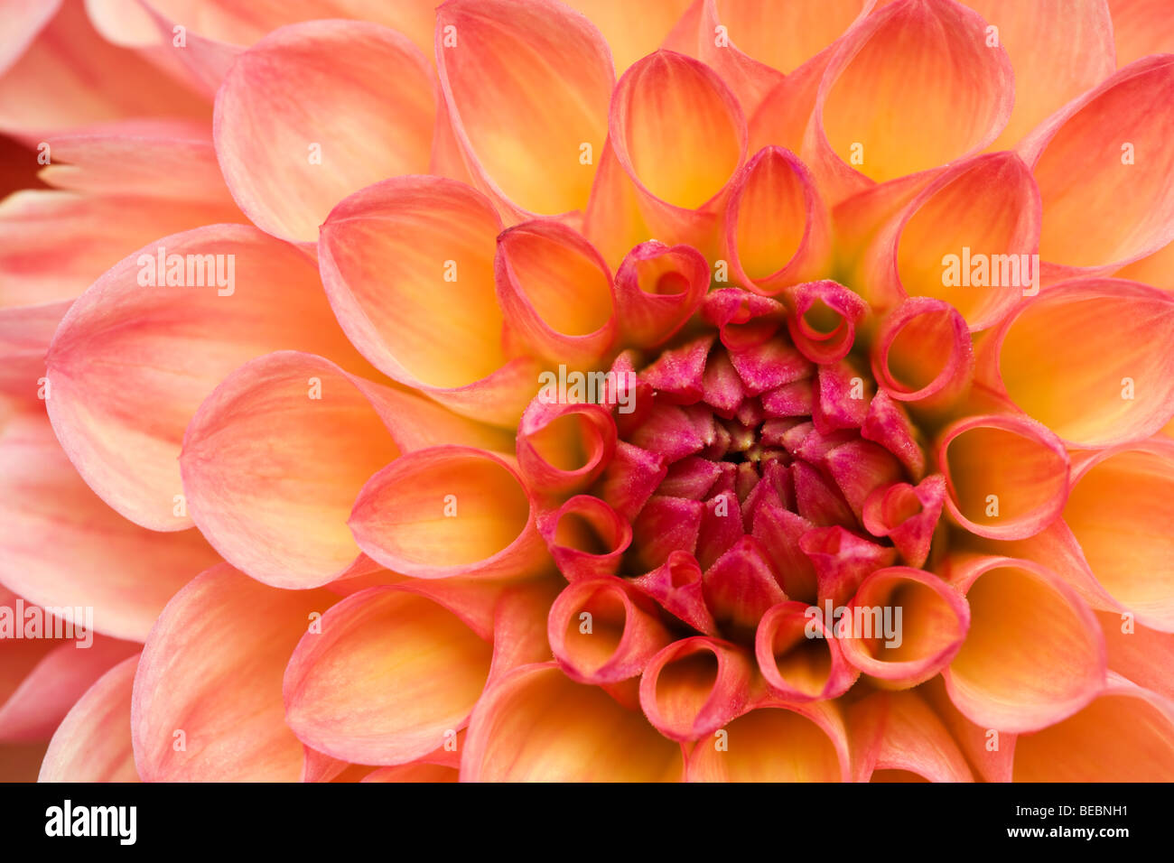 Dahlia flowers uk hi-res stock photography and images - Alamy