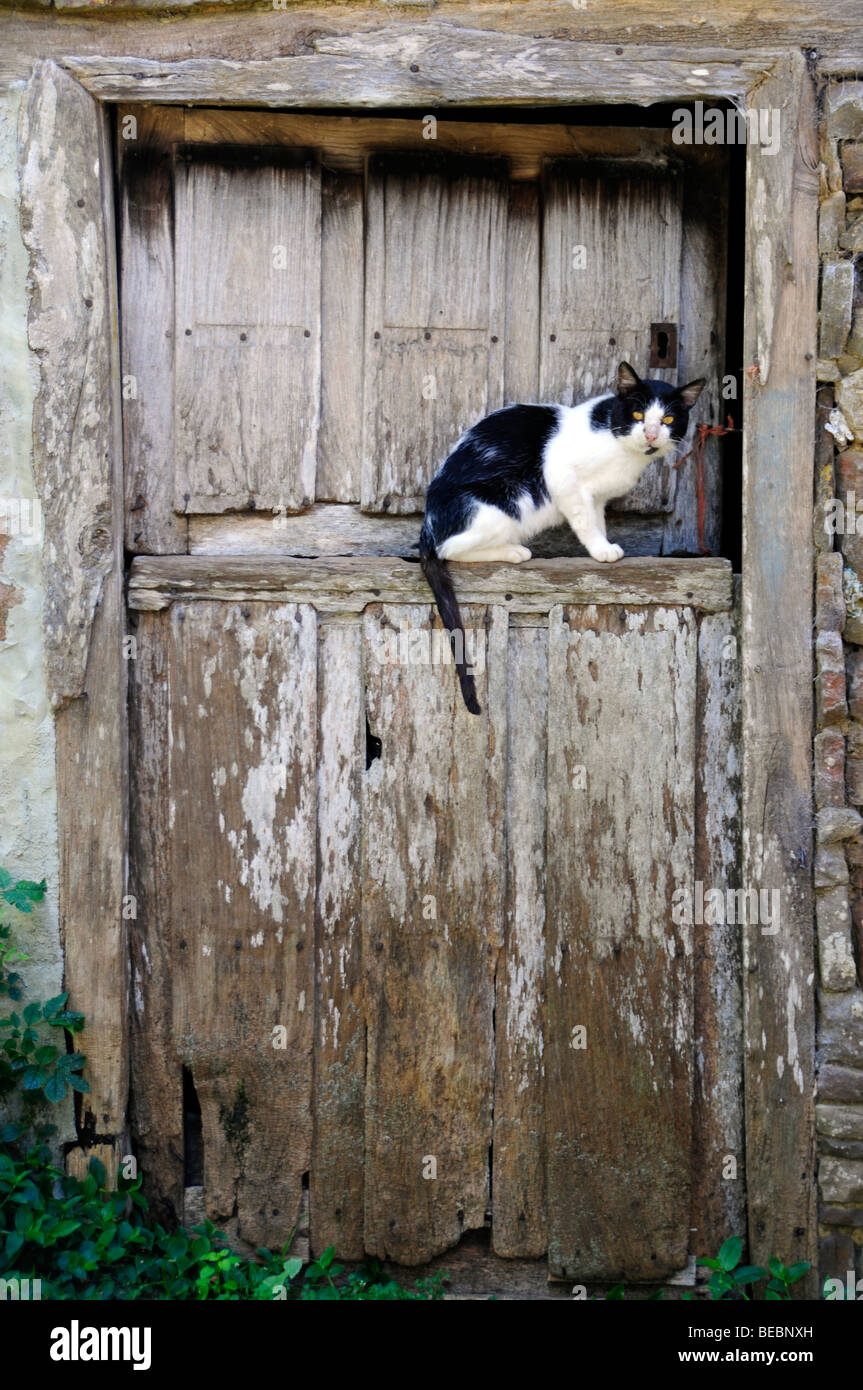 Cat on top of cheap door