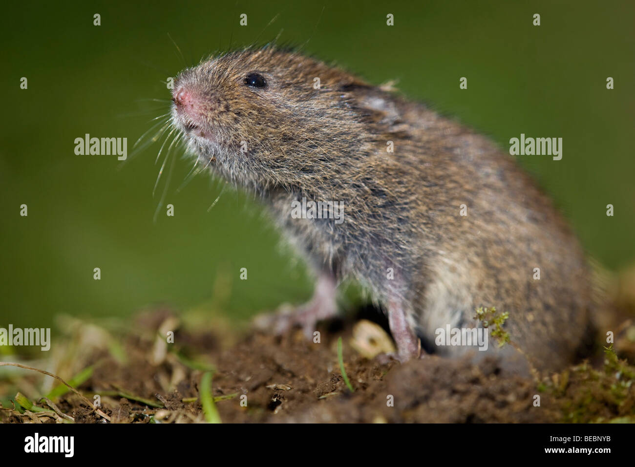 field vole; Microtus agrestis Stock Photo Alamy