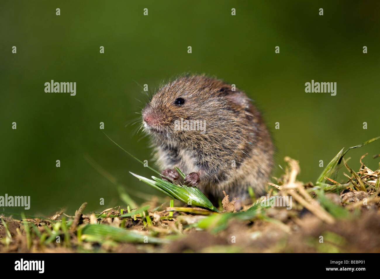 field vole; Microtus agrestis; eating grass Stock Photo
