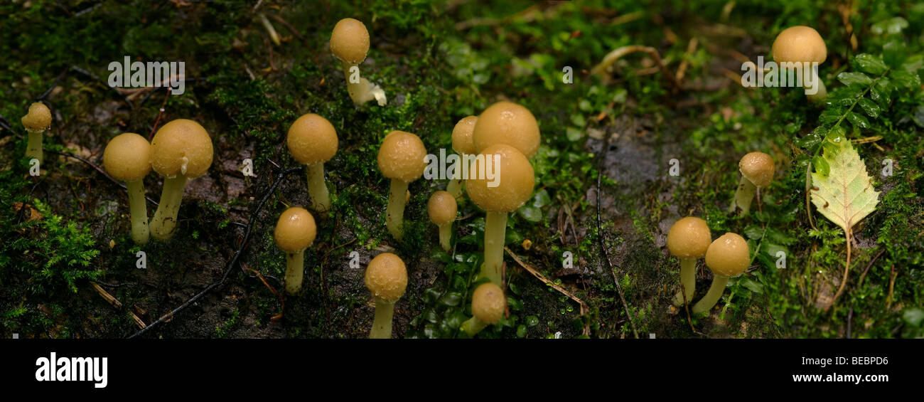 (Armillariella mellea) honey mushroom panorama Stock Photo