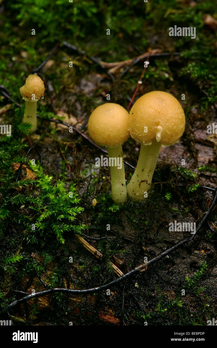 (Armillariella mellea) honey mushroom Stock Photo