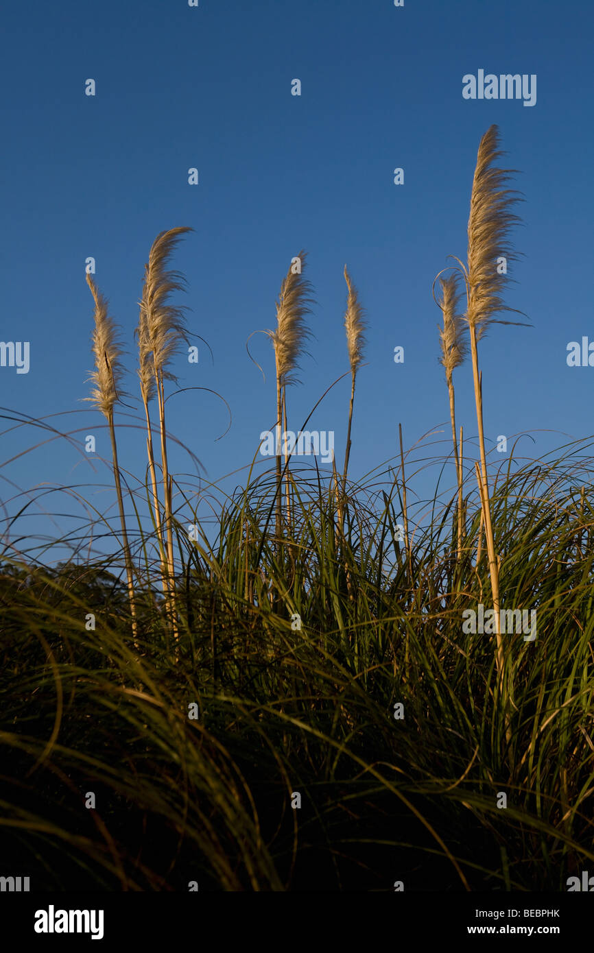 Tall field hi-res stock photography and images - Alamy