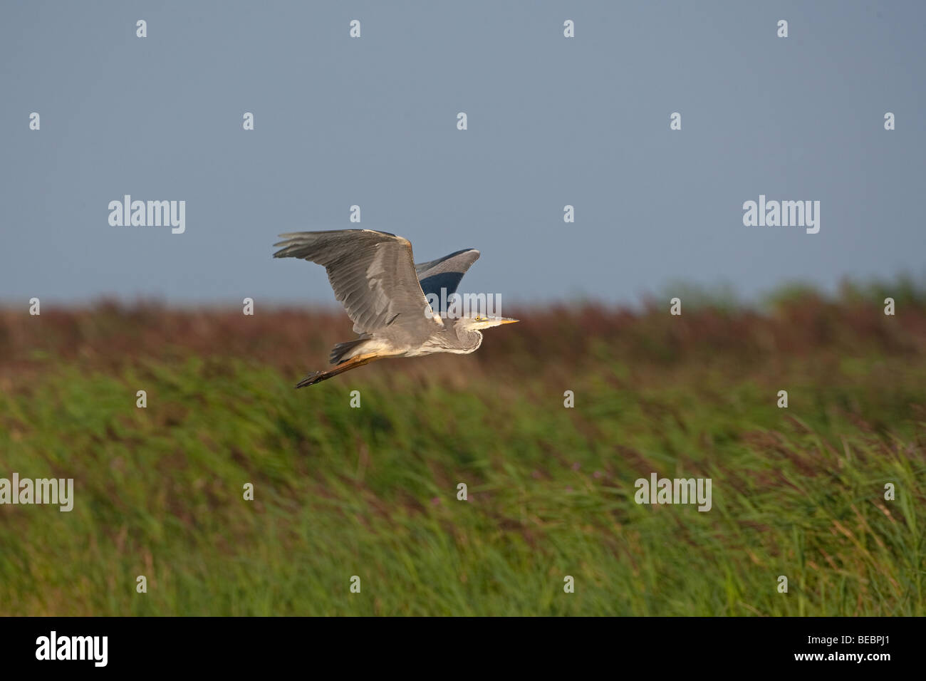 Grey Heron Ardea purpurea flying over reedbed Stock Photo