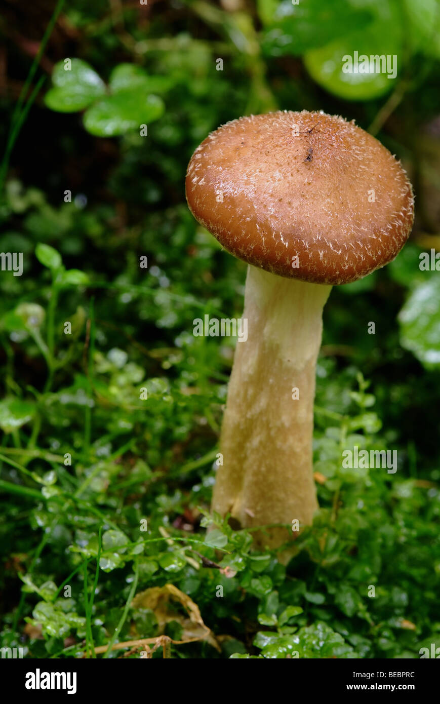 (Armillariella mellea) honey mushroom Stock Photo