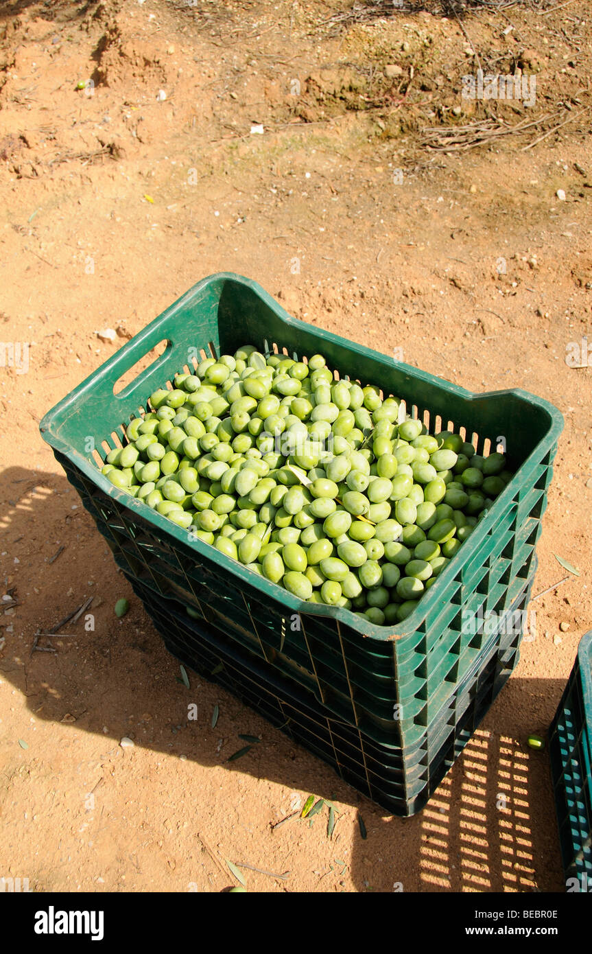 Greek olives at harvest time in Olinthos Chalkidiki northern Greece Stock Photo