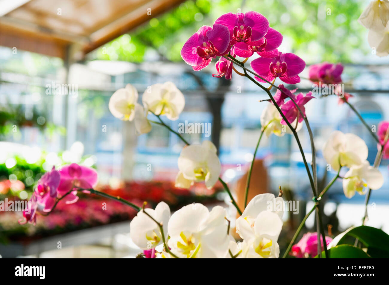 Flowers in a greenhouse Stock Photo