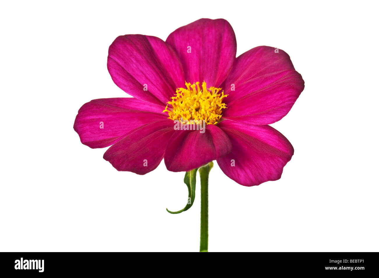 pink daisy isolated on a pure white background Stock Photo