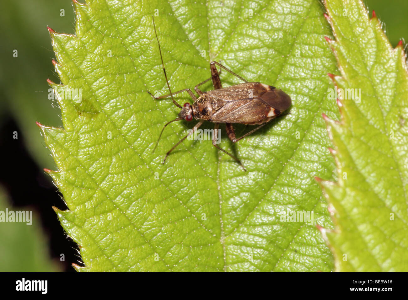 Plant bug (Phytocoris ulmi : Miridae), UK. Stock Photo