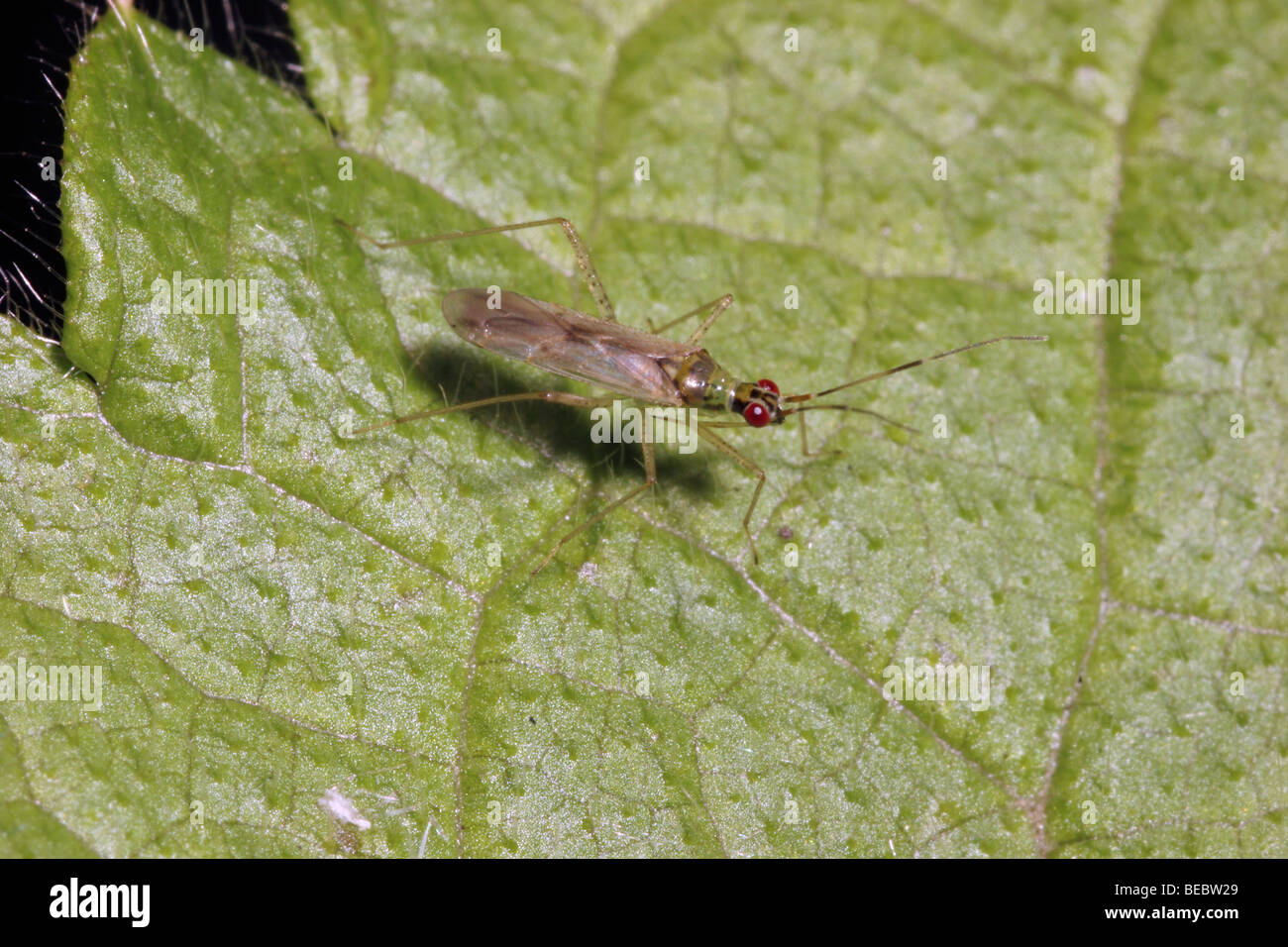 Plant bug (Dicyphus errans : Miridae) on its foodplant, hedge woundwort (Stachys sylvatica), UK. Stock Photo