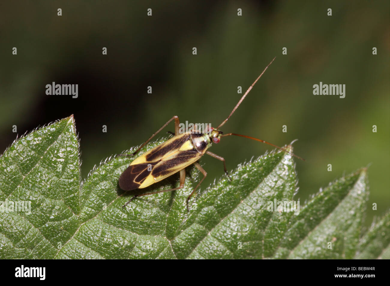 Plant bug (Stenotus binotatus : Miridae), UK. Stock Photo