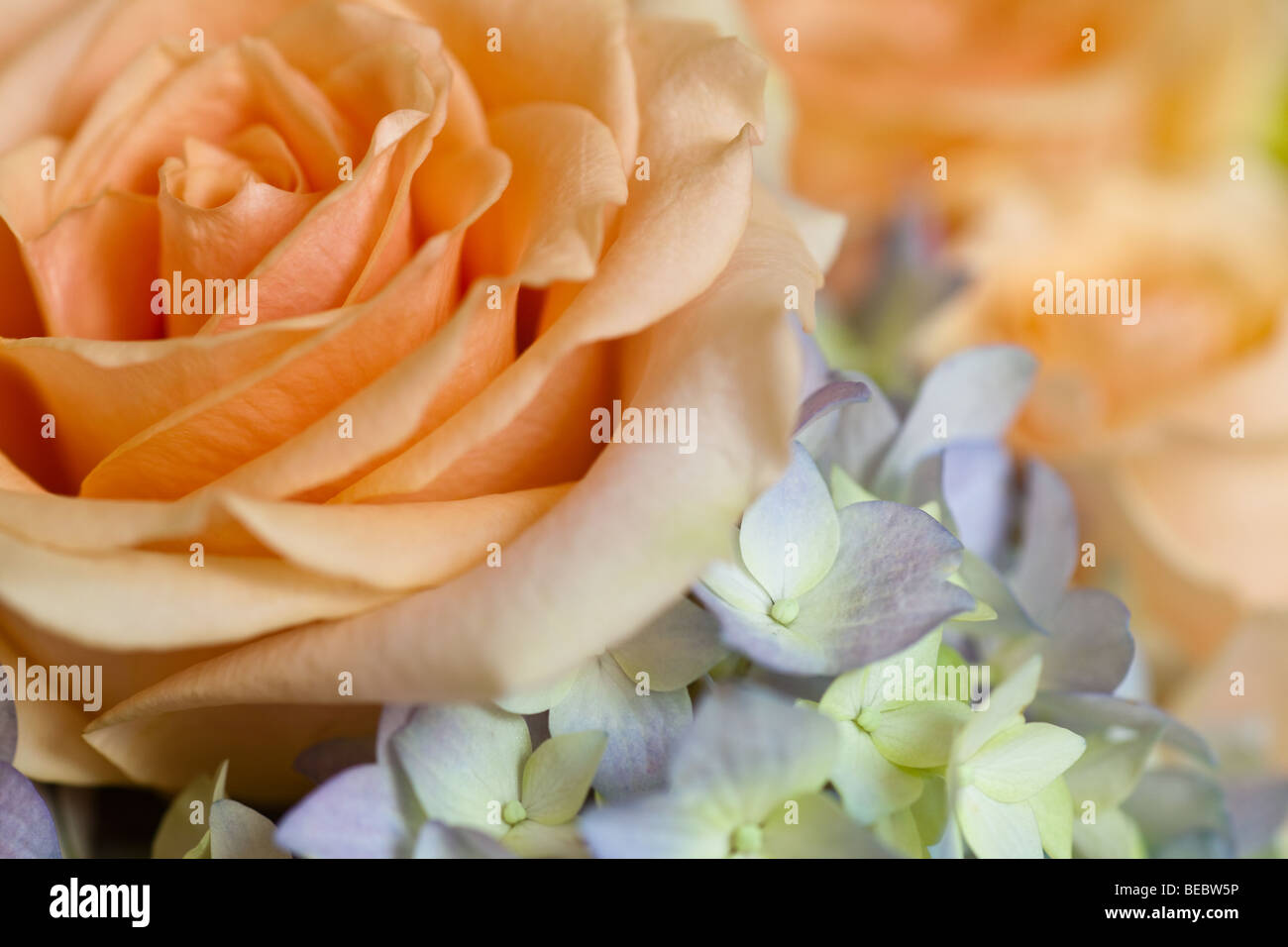 peach rose with side lighting background Stock Photo - Alamy