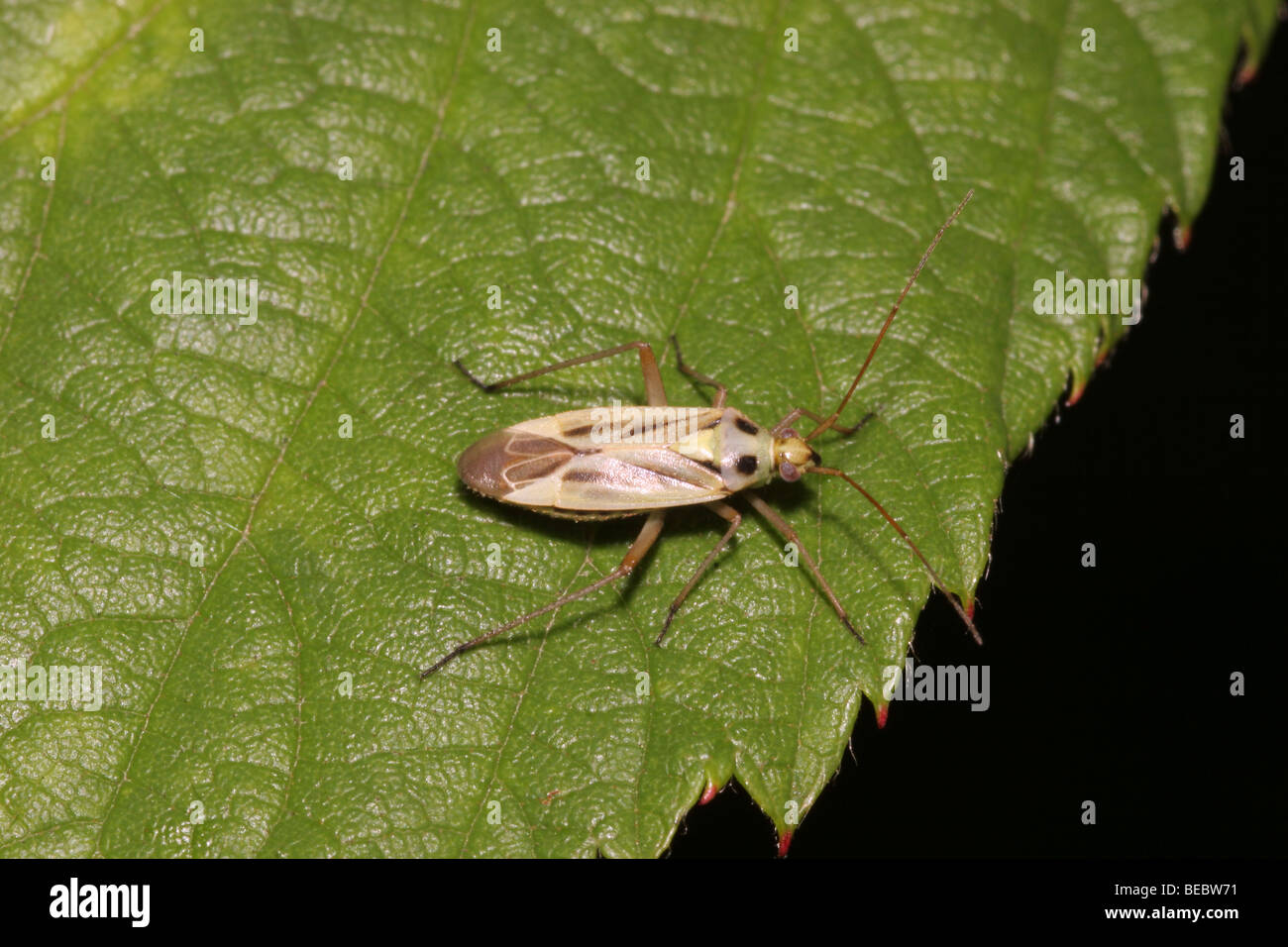 Plant bug (Stenotus binotatus : Miridae), UK. Stock Photo