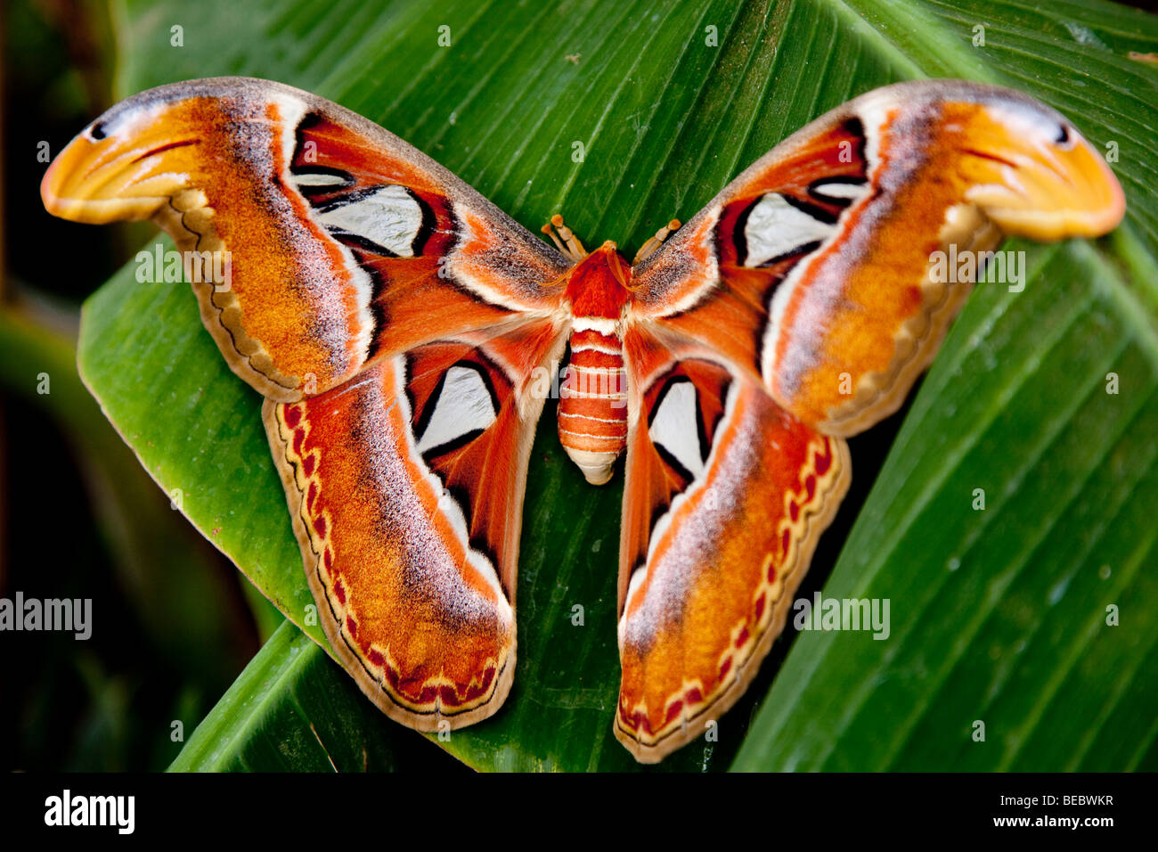 Atlas Moth (Attacus atlas), the world's largest moth Stock Photo