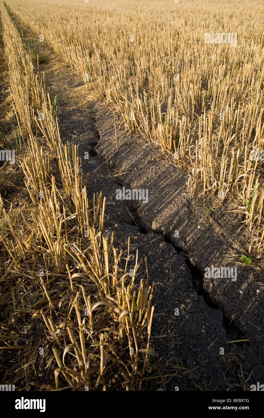 A harvested wheat corn field in Tring showing dried cracked earth Stock Photo