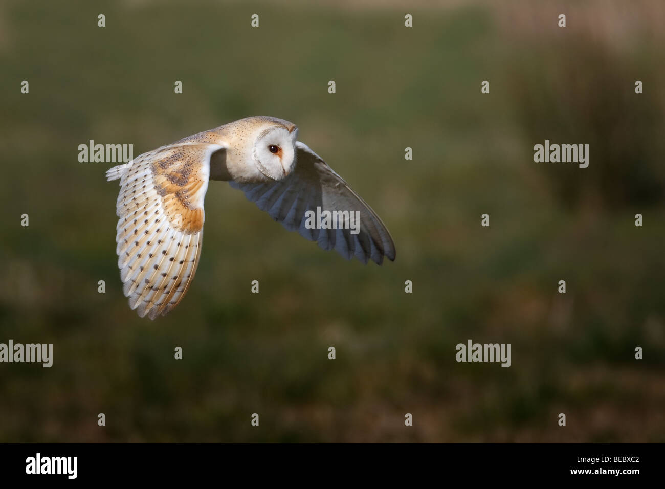 Barn owl in flight over heathland hunting prey. Stock Photo
