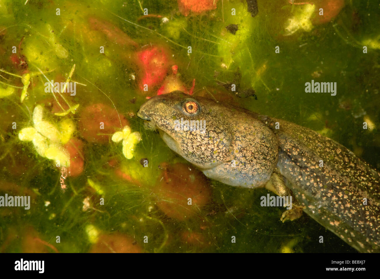 Close up of tadpole with two legs Stock Photo