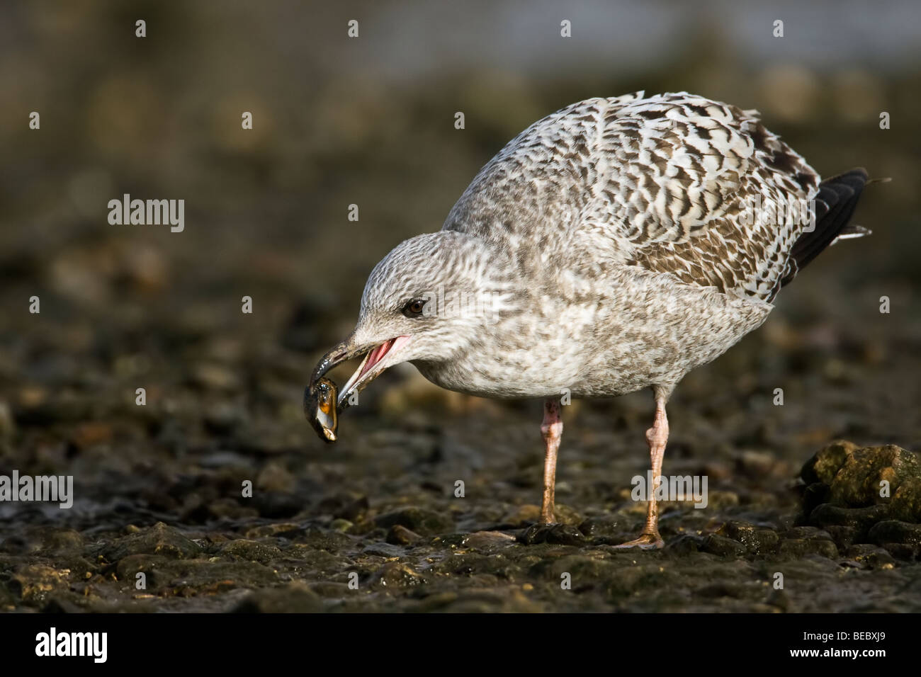 Juvenile herring gull eating a mussel Stock Photo